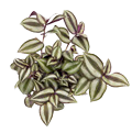 Wandering Jew Purple 